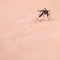 Mosquito on Skin