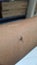 Mosquito on the skin