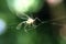 Mosquito in spider web macro photo. Abstract background with insect caught by arachnid netting close-up.