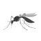 Mosquito with stinger isolated on white background. Zika virus.