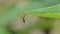 Mosquito under green leaf in tropical rain forest.