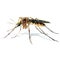 Mosquito on white background