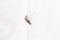 Mosquito on white background