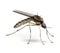 Mosquito on white background