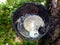 Mosquitoes breeding in clear water filled on coconut bowl that collect rubber milk