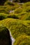 Moss on a abandonned stone wall