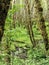 Moss on alder trees in the rainforest