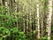 Moss on alder trees in the rainforest