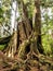 Moss on alder trees in the rainforest