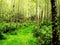 Moss on alder trees in the rainforest