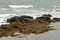 Moss, algae and seaweed on a large rock in the shallow waters