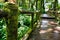 Moss around the wooden walkway in rain forest