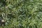 Moss Atrichum undulatum