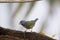 Moss-backed Tanager  844246