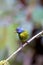 Moss-backed Tanager 844303