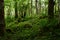 Moss, Bastow Wood, Conistone, Wharfedale, Yorkshire Dales, England