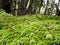 Moss Bryophyta of green color, forming layer of leaf litter on a forest floor