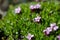 Moss campion or cushion pink from Svalbard