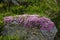 Moss campion forming a cushion on a rock