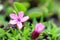 Moss campion pink flower