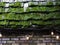 Moss on cedar roof