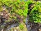 moss clinging to beautiful sea coral