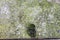 Moss Concrete Background Architecture Wall Vintage