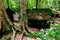 Moss on cottage roof at Phu Hin Rong Kla National Park