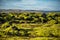 Moss cover on volcanic landscape of Iceland