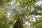 Moss coverded trees in the forest