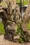 The moss covered, ancient trunk of a tree near the British Parliament building.