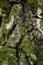 Moss-covered bark of birch tree. Close-up vertical photo