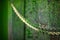 Moss covered chain and wall in the old wharf