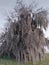 Moss covered dead tree along shore