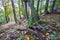 Moss covered dead tree in primeval forest under Sitno mountain