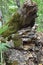 Moss covered dead tree in September