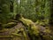 Moss covered fallen Rainforest Tree surrounded with trees