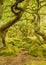 Moss covered forest floor in amongst the twisted trees at padley gorge