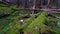 Moss Covered Forest Montana