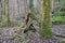 Moss covered forest tree with twisting exposed roots in winter