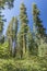 Moss covered giant trees