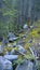 Moss covered hillside, Banff National Park, Canada