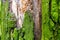 Moss covered inner bark exposed tree background