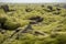 Moss covered lava field, Eldhraun, Iceland