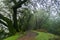 Moss covered live oak trees, California