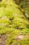 Moss Covered log with shallow dof