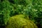 Moss covered with lush green fern leaves