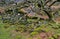 Moss covered mountain oak tree protecting the ruins of a Miner\'s cottage, Hafod y Llan