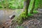 Moss covered old alder trees by river Slatina during summer near Slatinka