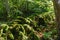 Moss covered old dry stone wall in a green forest